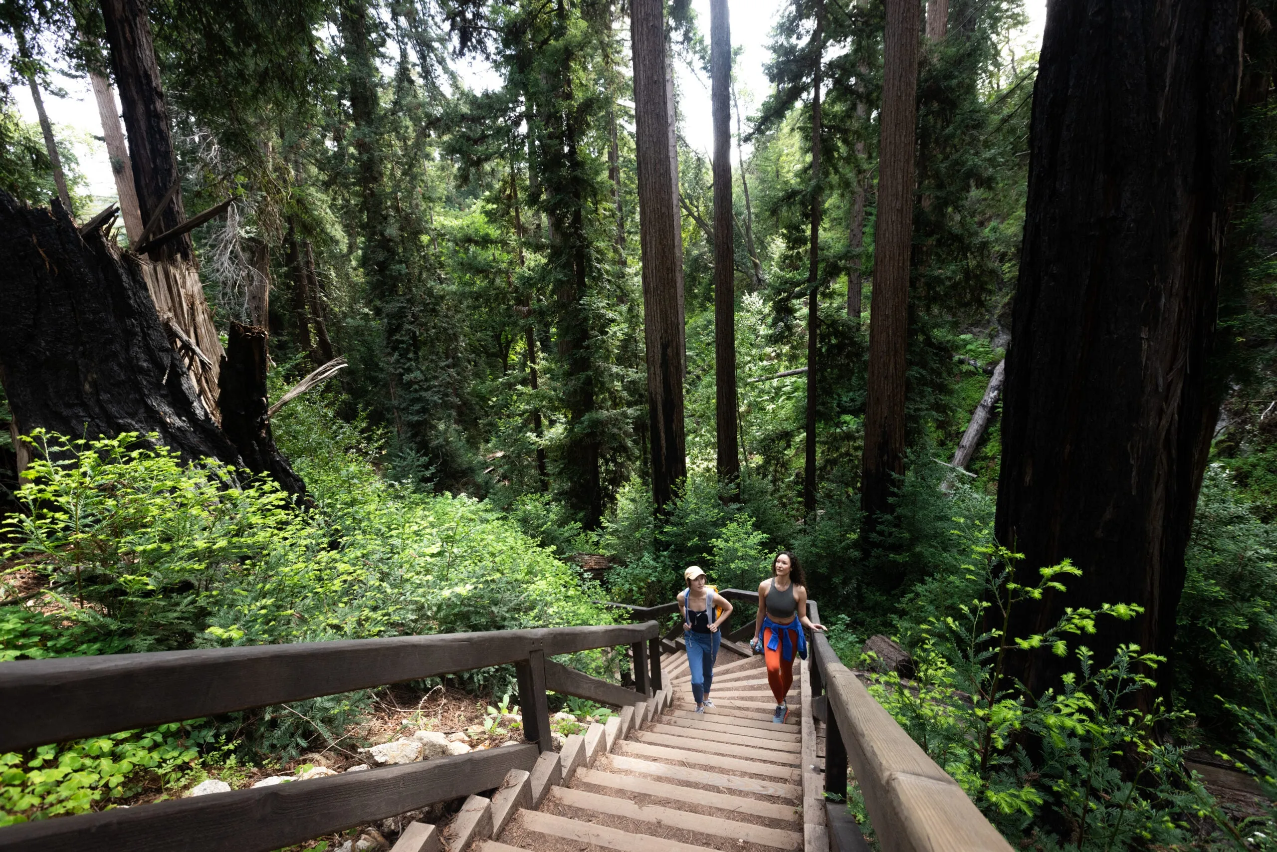 Hikers walking through a grove of giant sequoia trees in Sequoia National Park California