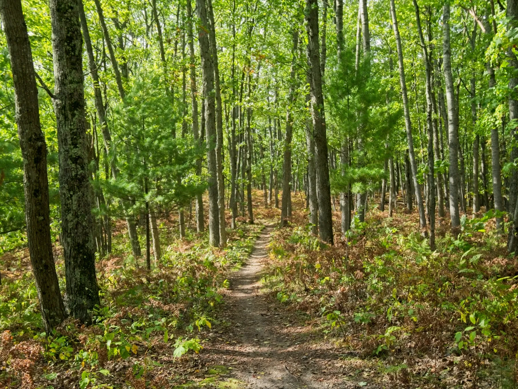 Hiking through a mixed forest on the North Country Trail section of the Manistee River loop