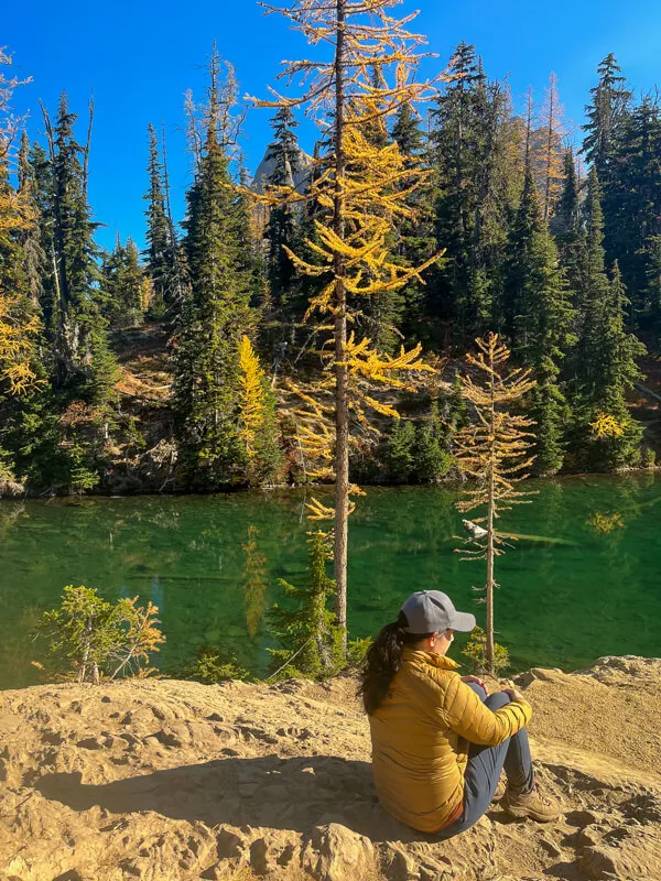 Hiking trail leading through golden Larch trees