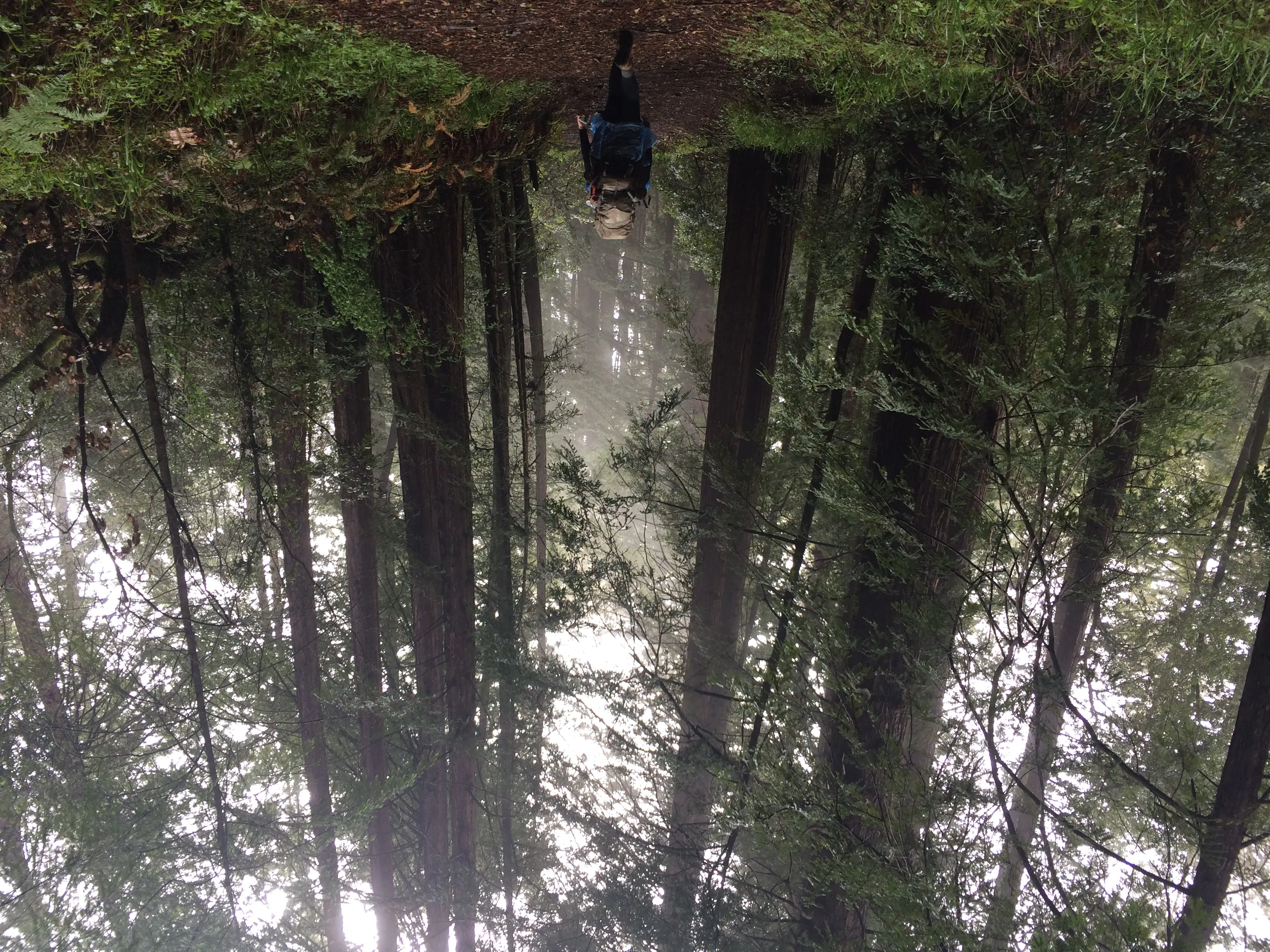 Hiking trail winding through a dense redwood forest