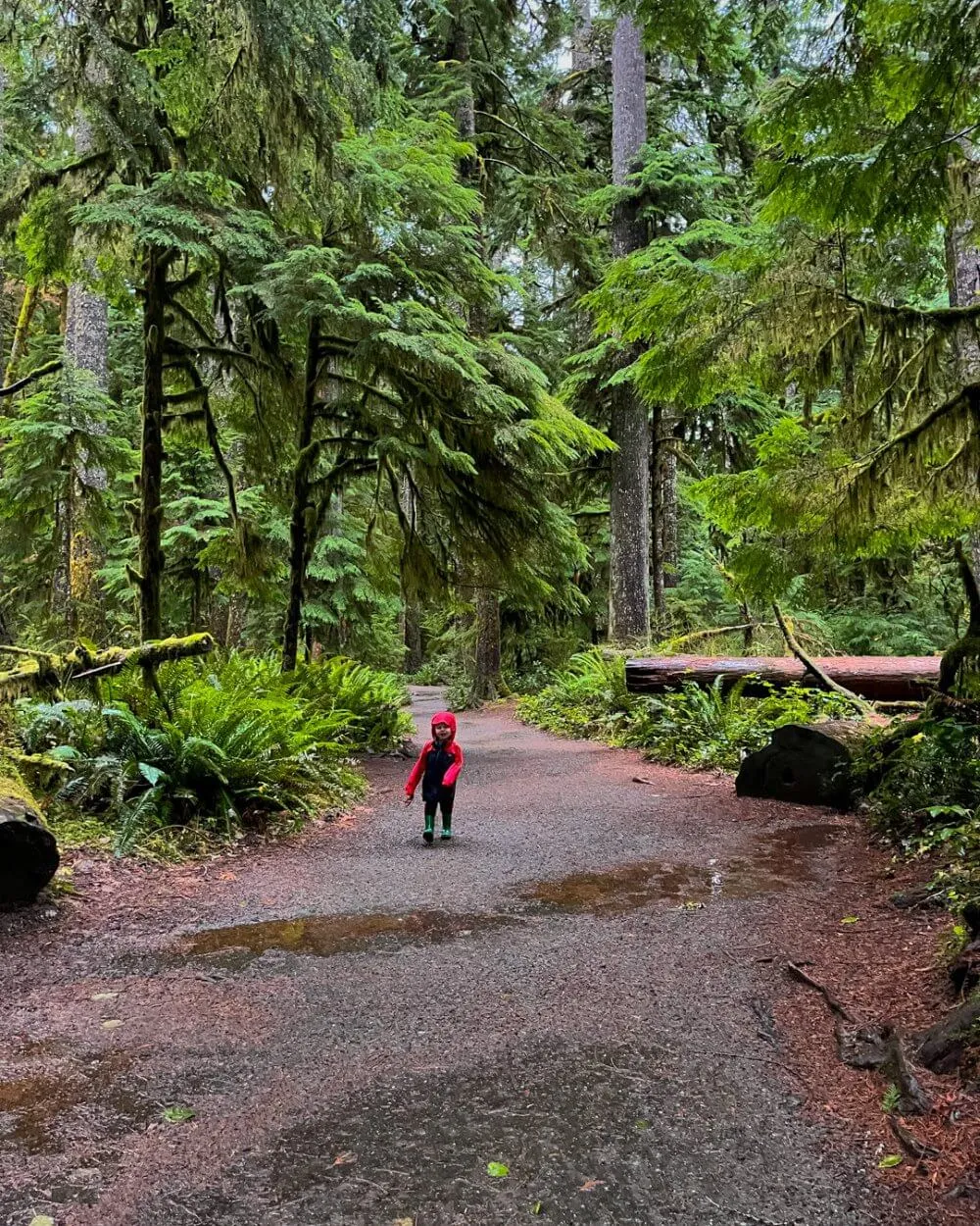 Hiking trail winding through the lush green Hoh Rainforest