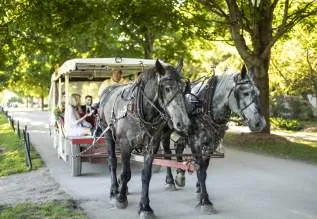 Horse drawn transportation