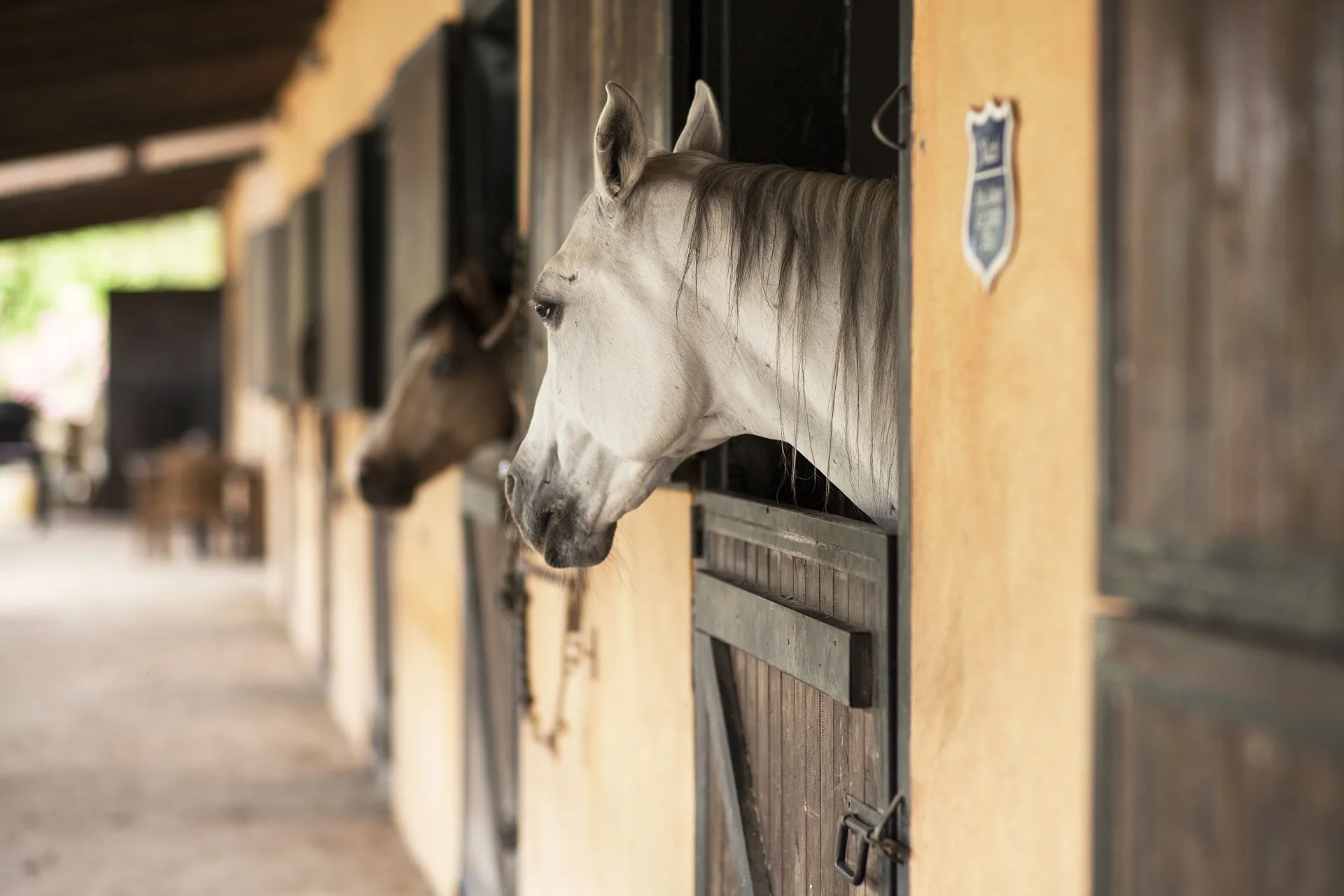 Horseback riding adventure at Kualoa Ranch near Honolulu