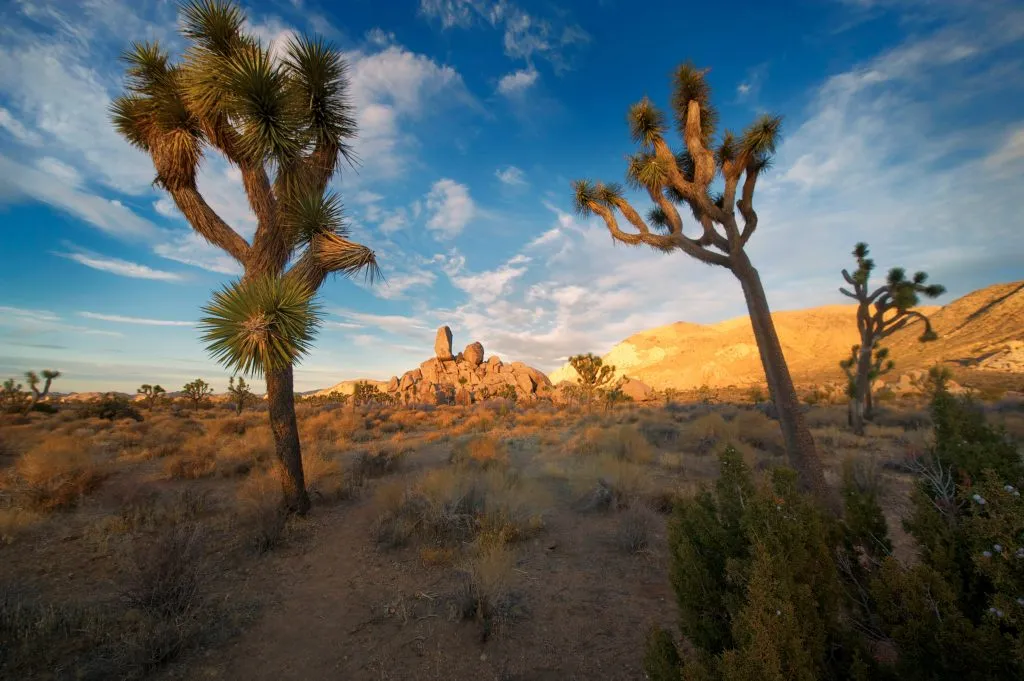 Iconic Joshua trees and unique rock formations captured on a photography day trip to Joshua Tree National Park