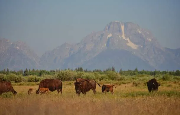 Image of a bull elk grazing in a field in Wyoming, promoting wildlife safety