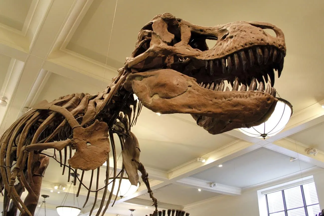 Interior view of the American Museum of Natural History with a dinosaur exhibit
