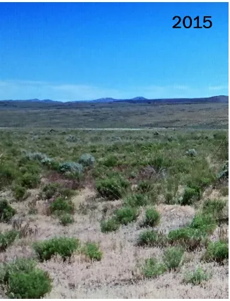 Landscape photo taken in 2015 showing successful recovery of native grasses on Cottonwood Ranch after a wildfire, demonstrating landscape monitoring