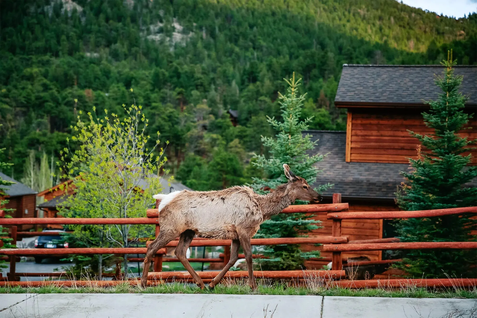 Large elk walking on sidewalk in downtown Estes Park, Colorado