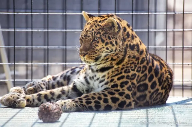 Large exotic cat, possibly a tiger or jaguar, in an enclosure