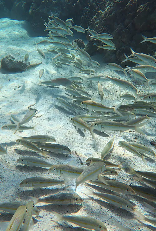 Large school of goatfish over a sandy bottom at Captain Cook Monument.