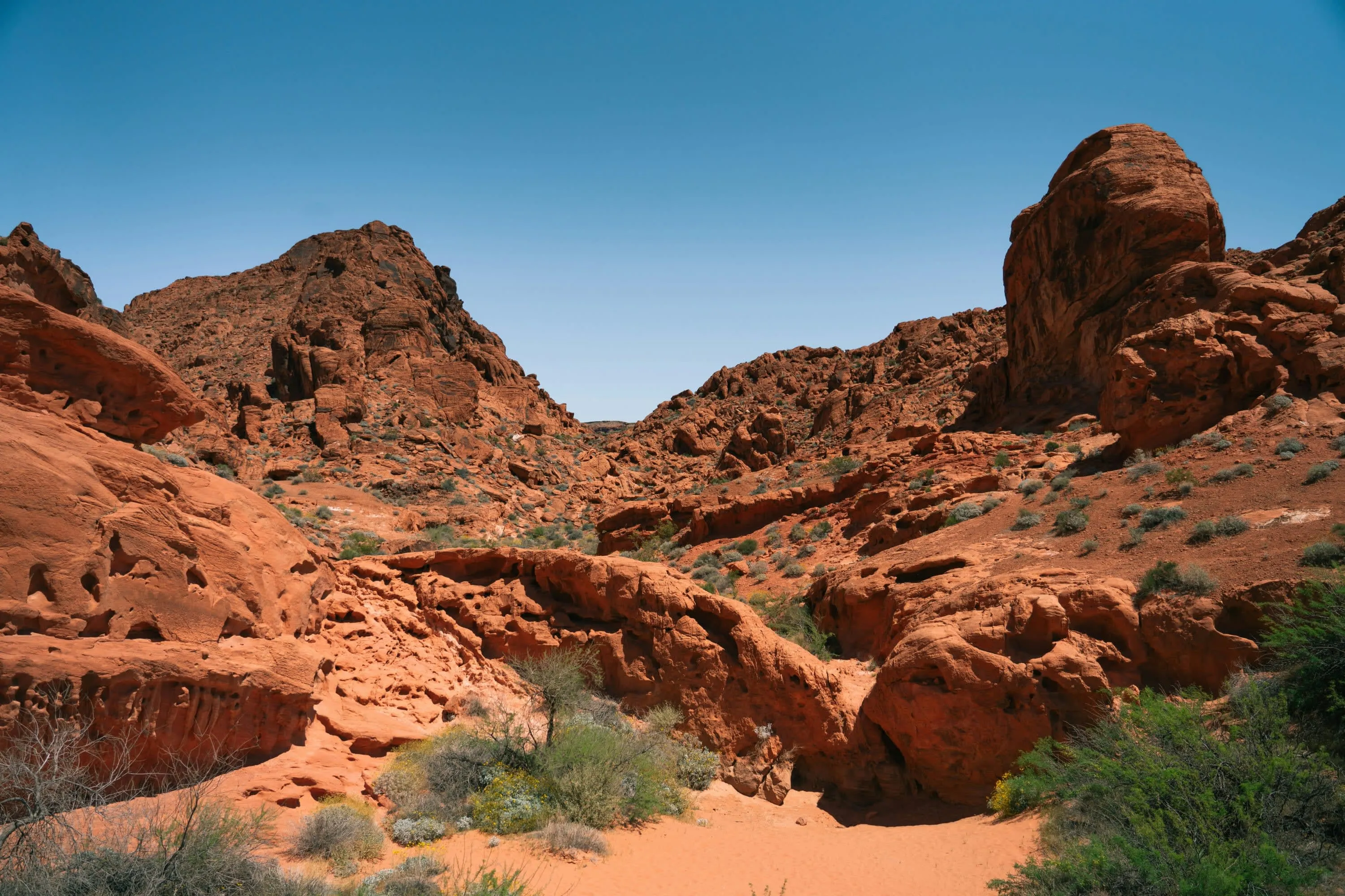 Lush desert vegetation adds contrast to a red and brown rocky landscape
