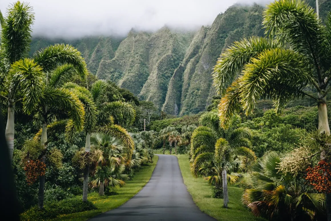 Lush tropical forest landscape on Oahu, Hawaii, USA.
