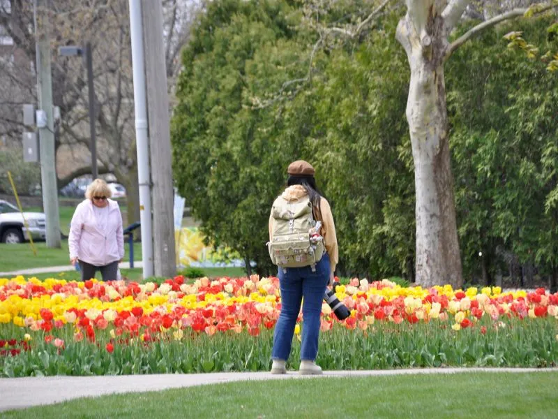 Millions of vibrant tulips blooming during the Tulip Time Festival in Holland, Michigan