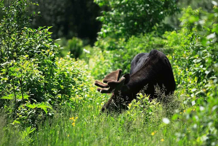 Moose near a lake on Isle Royale National Park trail