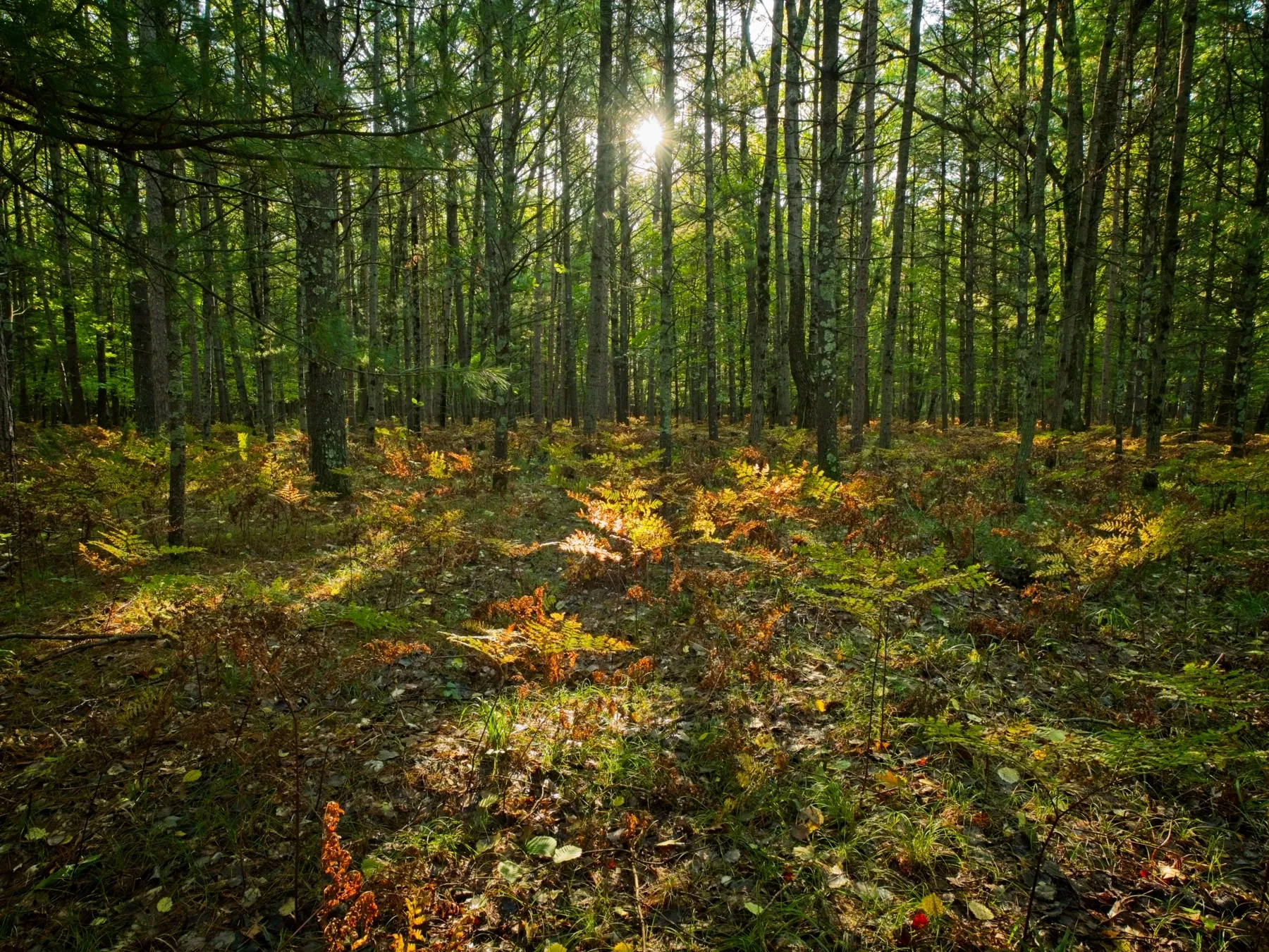 Morning sunlight filtering through the trees on the trail