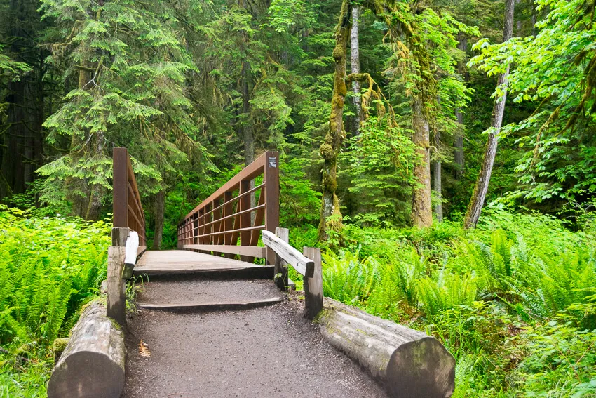 Moss-draped trees in the Hoh Rainforest, Olympic National Park