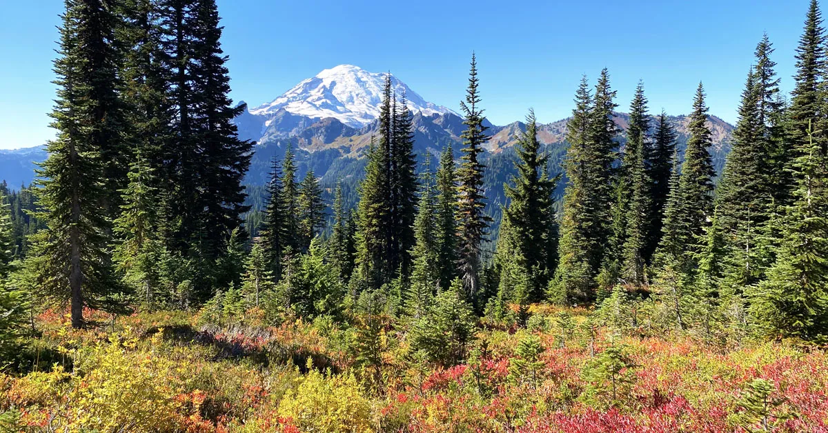 Mount Rainier peak towering over a forest in the fall