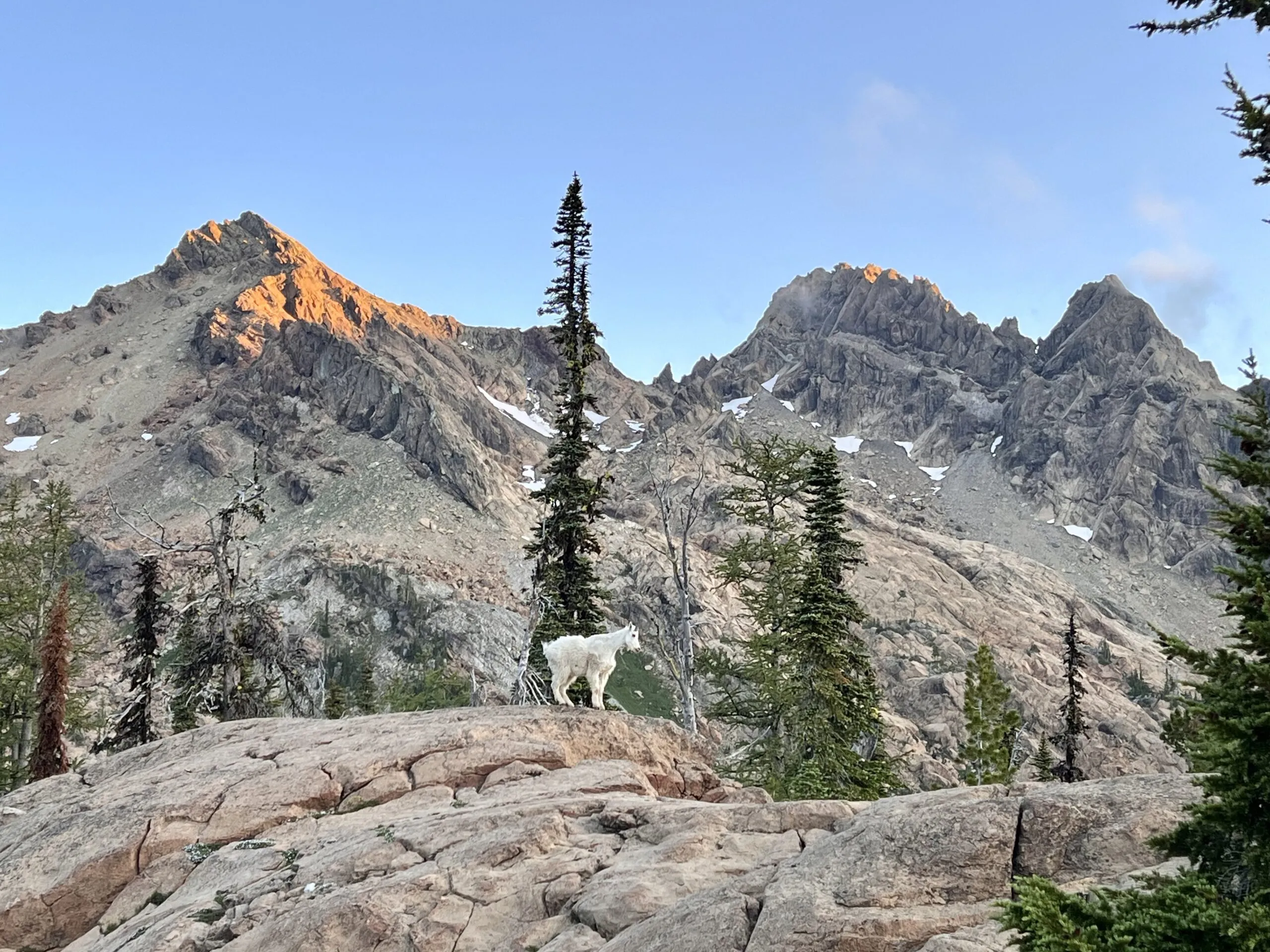 Mountain goat near Lake Ingalls in Washington during a solo backpacking trip