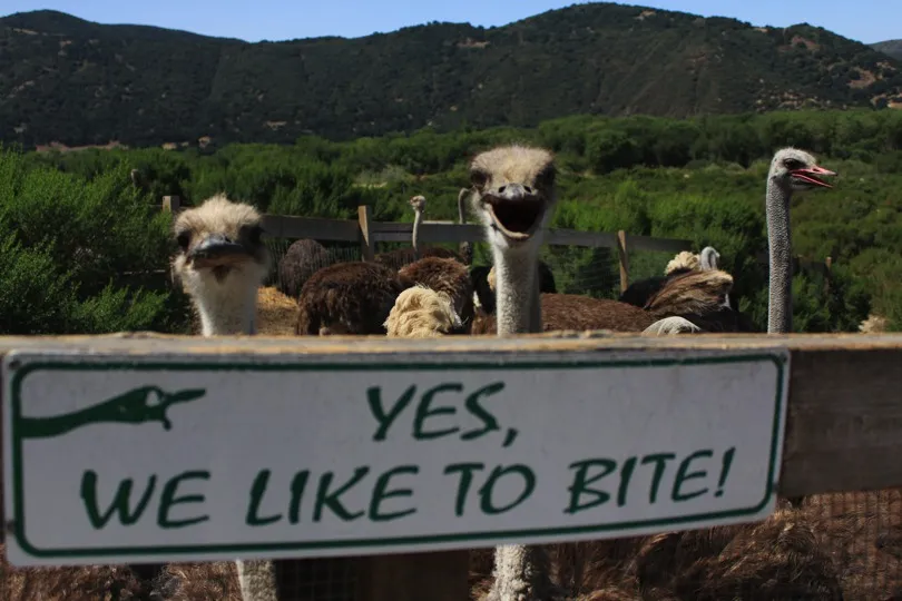 Numerous ostriches gathered around a fence waiting to be fed