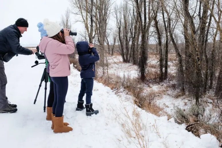 Observing wildlife through binoculars on a Jackson Hole winter safari