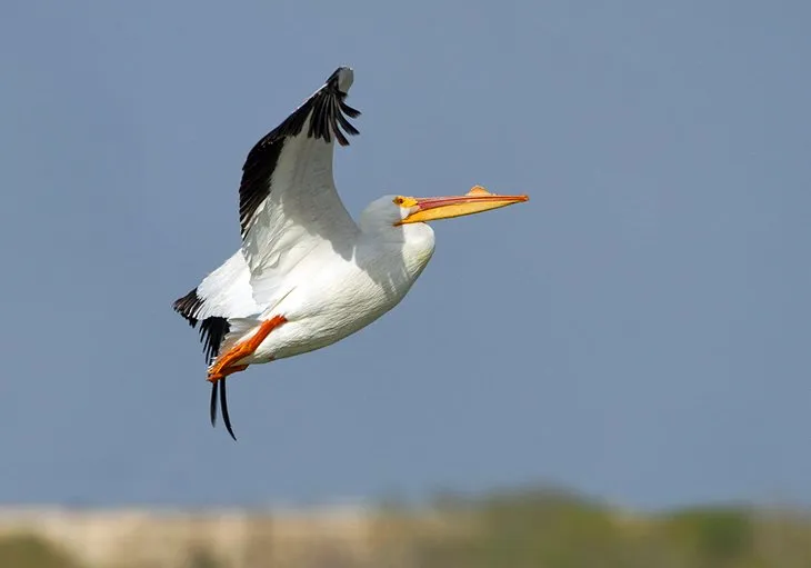 Padre Island National Seashore, featuring dunes and coastline, a serene texas sight