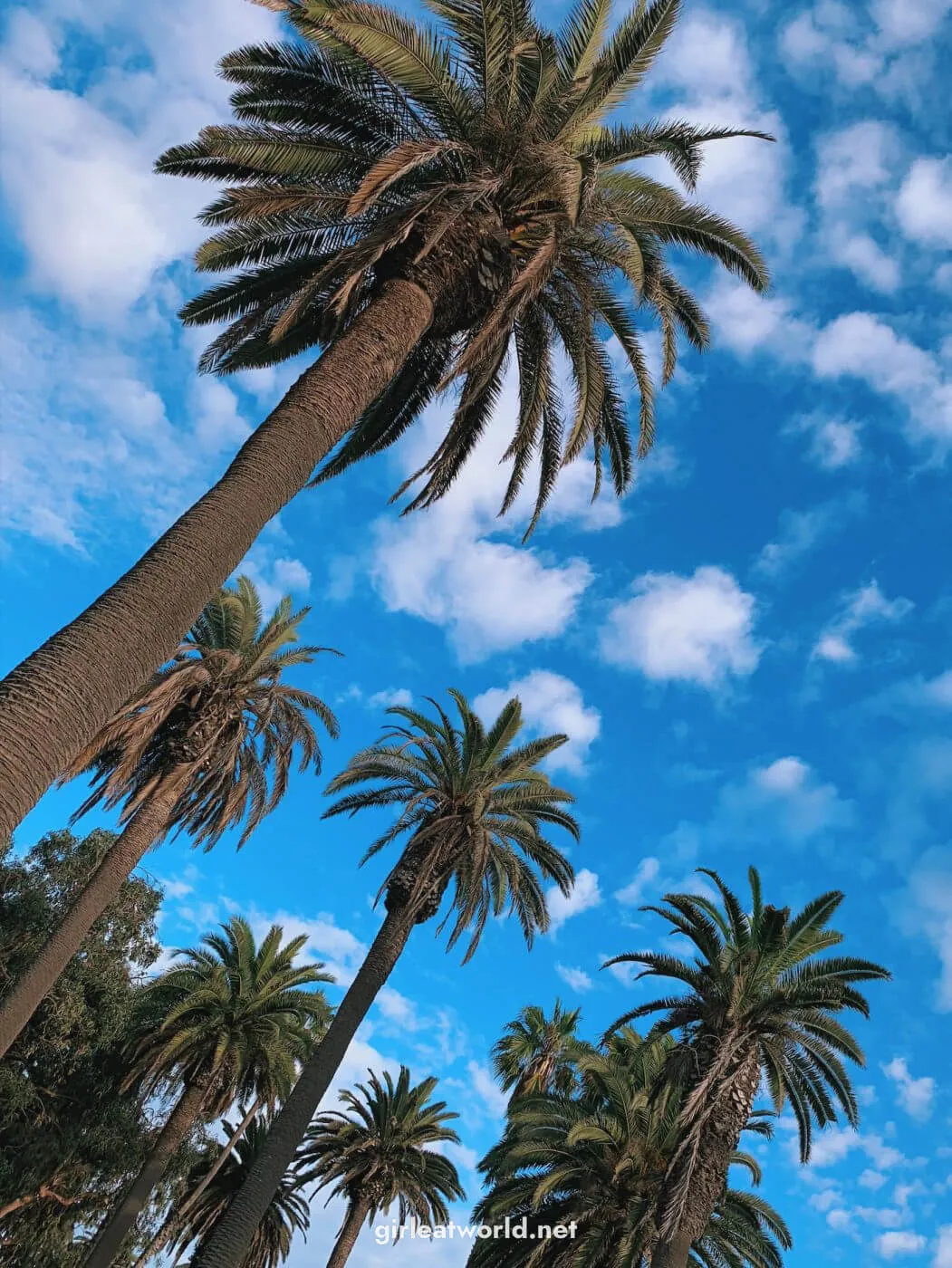Palm Trees on a sunny day in LA