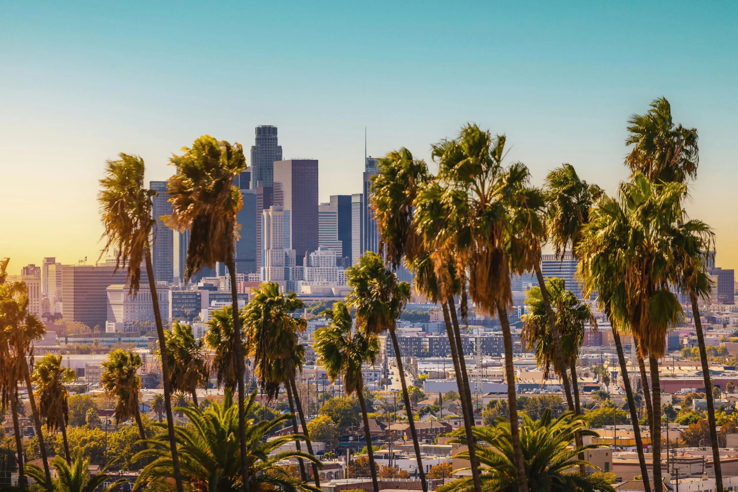 Palm trees partially obscure the Los Angeles Skyline