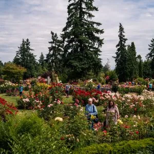 people amble through a rose garden in full bloom with downtown Portland in the background