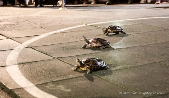 People gathered around a small track watching turtles race