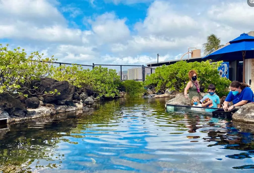 Person feeding fish in an outdoor pool at the Waikiki Aquarium, showcasing marine life where to go in Waikiki