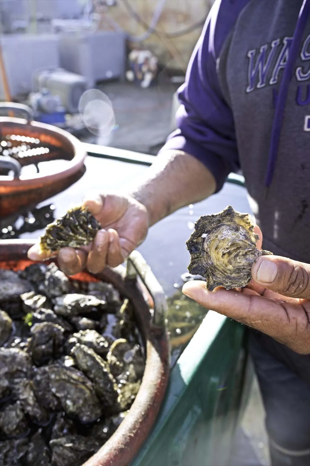 Person holding a handful of freshly harvested oysters