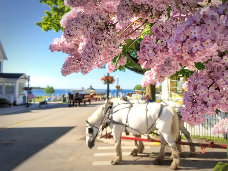 Purple lilac blooms with horse-drawn carriage on Mackinac Island
