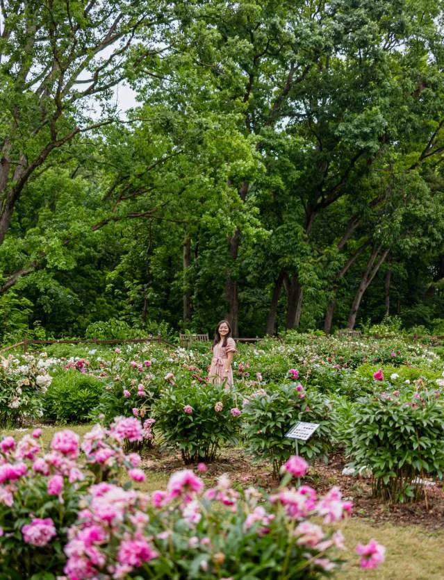 Rachel Kawate at Peony Garden, Nichols Arboretun