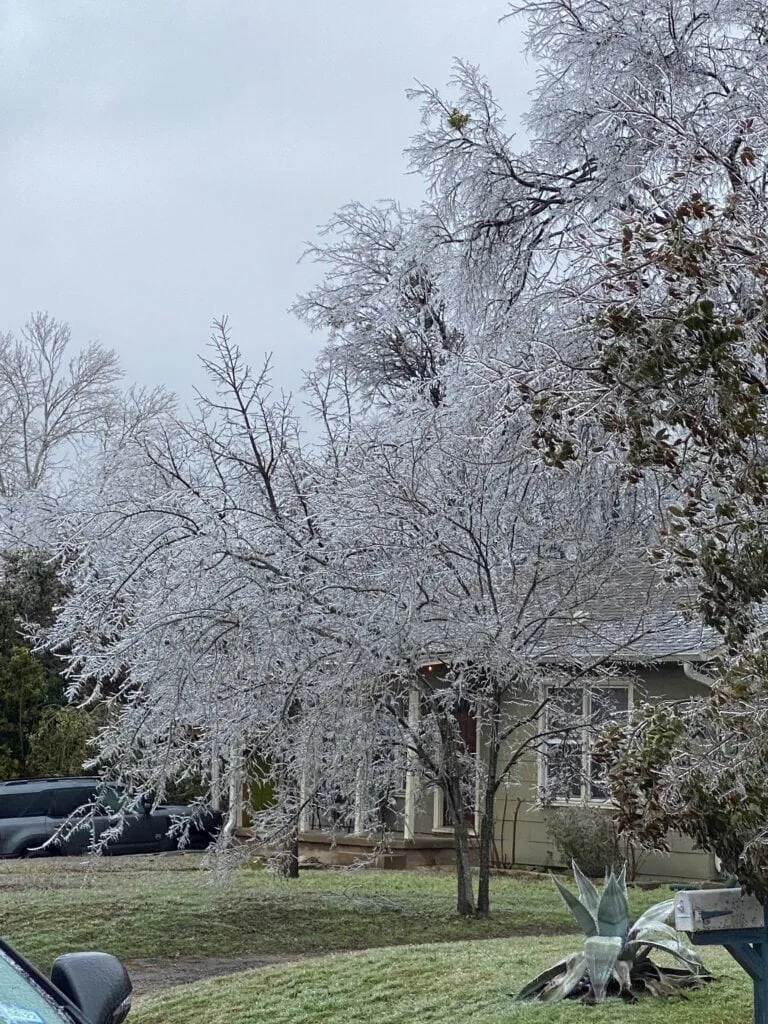 Rare photo of snow covering trees in Austin, Texas, illustrating potential winter weather.