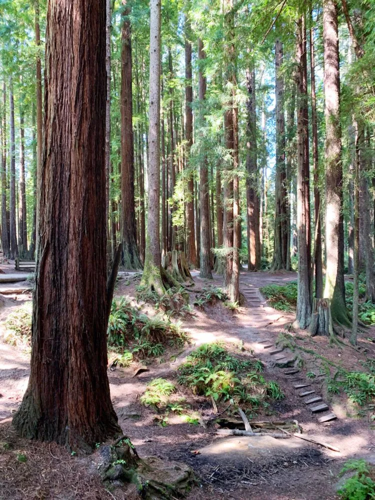 Redwood trees in Sequoia Park, Eureka