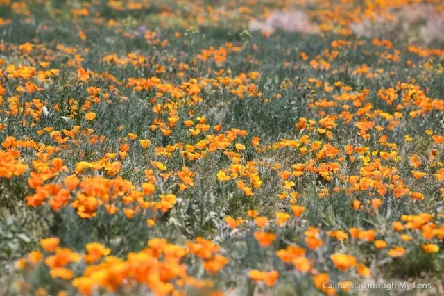 Rolling hills covered in a dense field of orange poppies