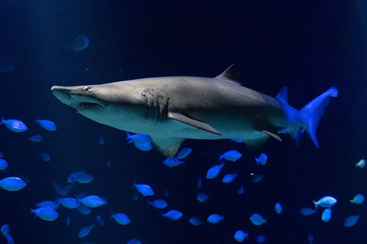 Sand tiger shark swimming in the tank during an overnight in New York aquarium sleepover