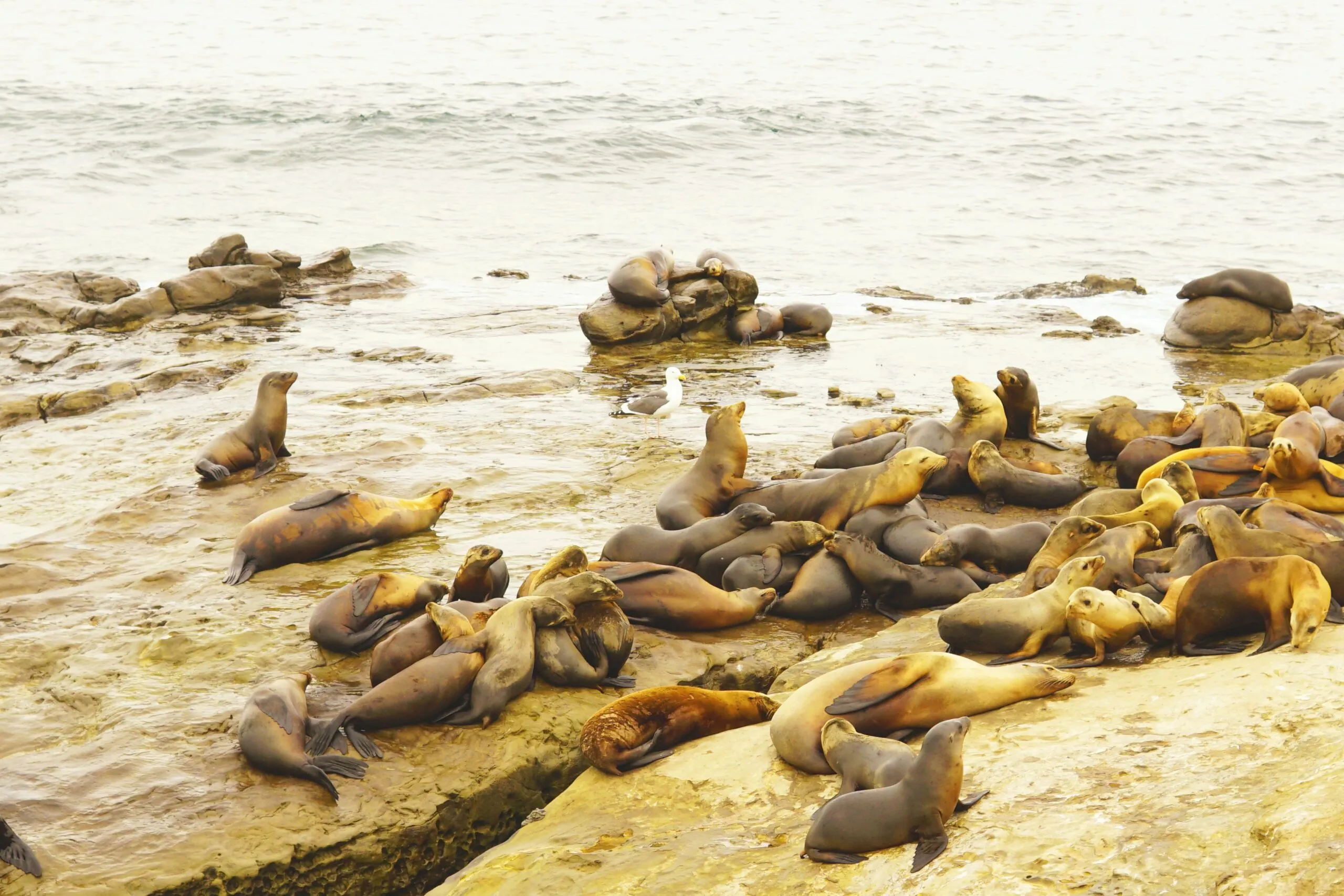 Sea lions lounging on rocks in La Jolla, San Diego