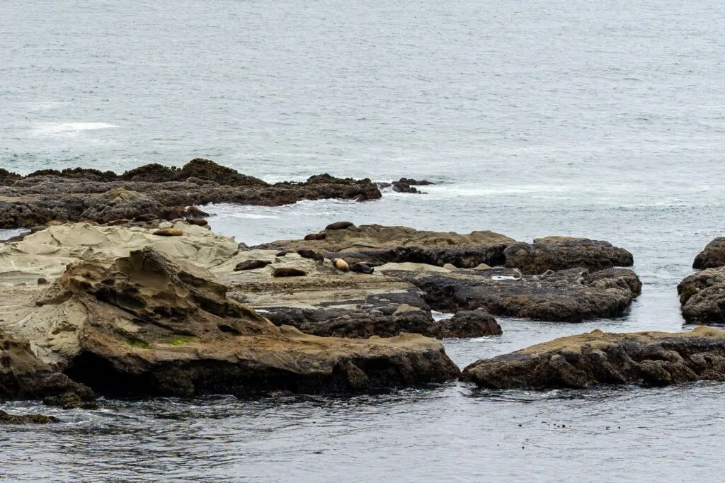 Sea lions resting on rocks at Cape Arago State Park