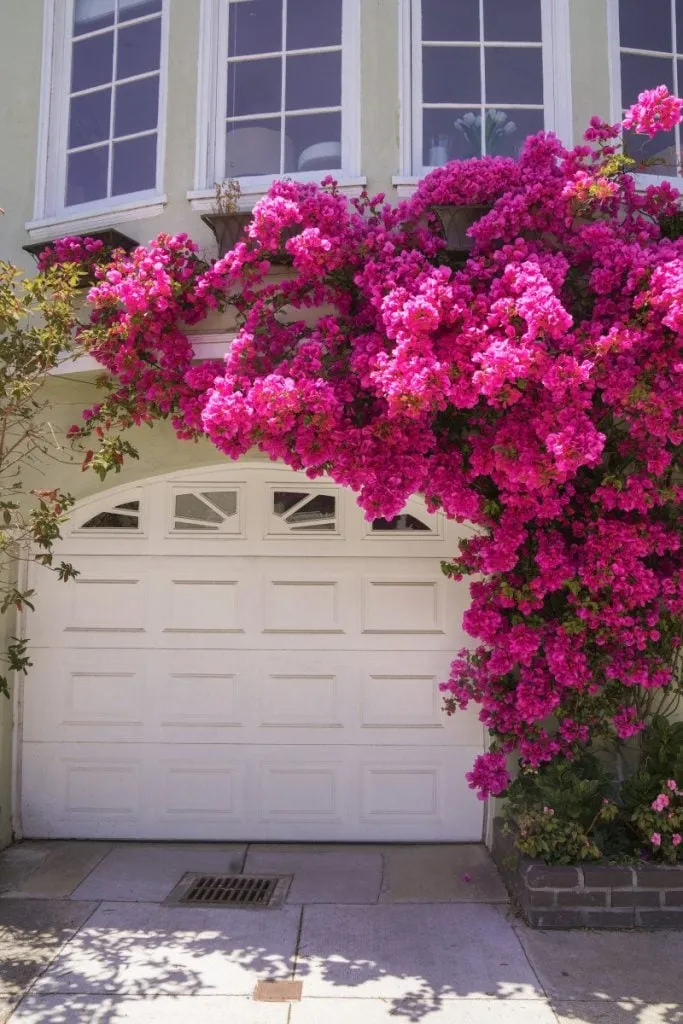SFflowers-683x1024.jpg