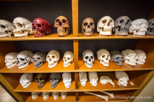 Shelves filled with realistic-looking props like body parts and skeletons