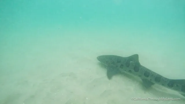 Snorkeler observing leopard sharks in shallow water