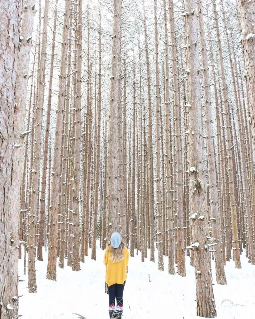 Snowy pine forest trail in Michigan, perfect for quiet winter activities