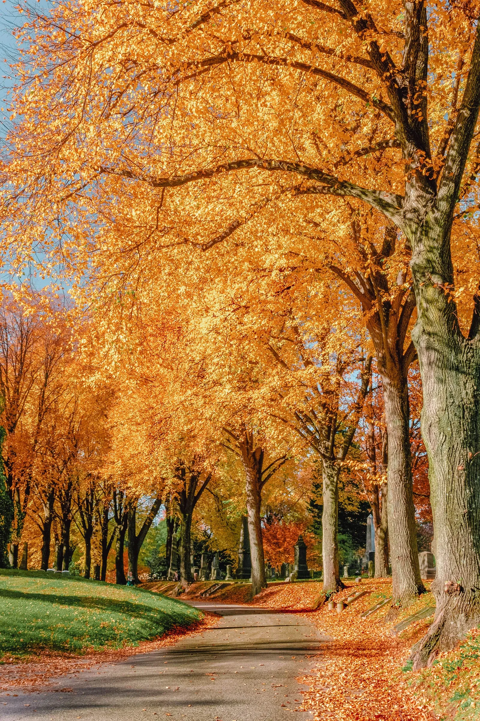 Spacious green meadow in Prospect Park on a sunny day