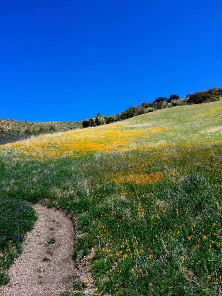 Spring wildflowers blooming in the mountains, a beautiful sight while backpacking in LA