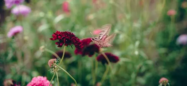 Summer flowers blooming at The Bloomery garden in Casper, Wyoming