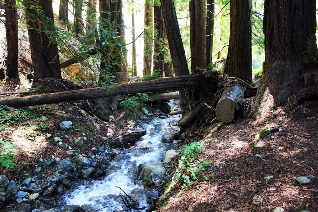 Sunlight streams through tall redwood trees on the Ewoldsen Trail in Big Sur, California