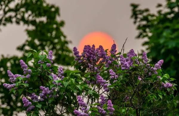 Sunset scene with flowers, suggesting a serene lodging experience