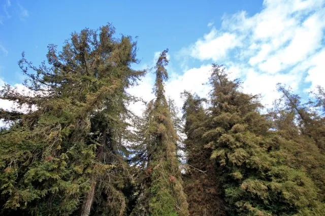Tall redwood trees in a grove in Southern California