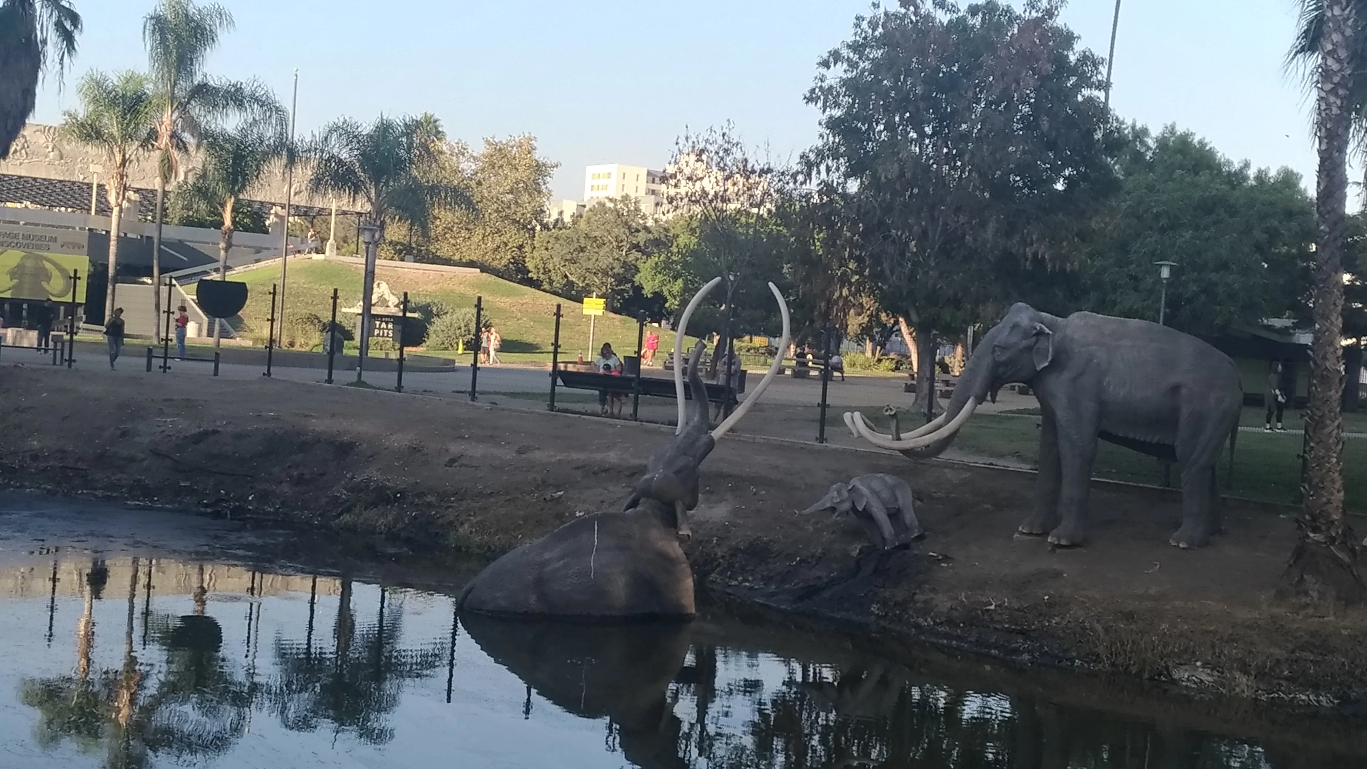 Tar bubbling at the surface of the La Brea Tar Pits